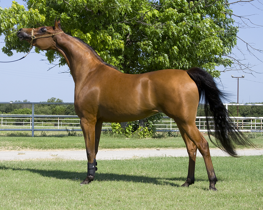Arabian horse in halter, standing for conformation photo