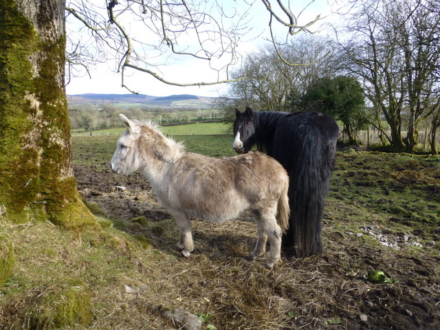 Horse and donkey, Castletown