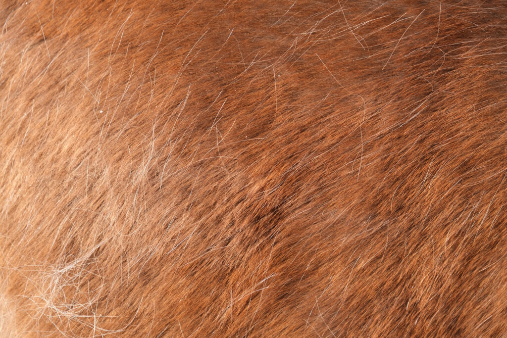 Horse coat shedding