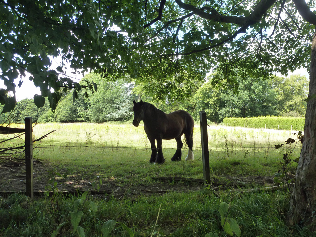Horse resting in the shade on a sunny day
