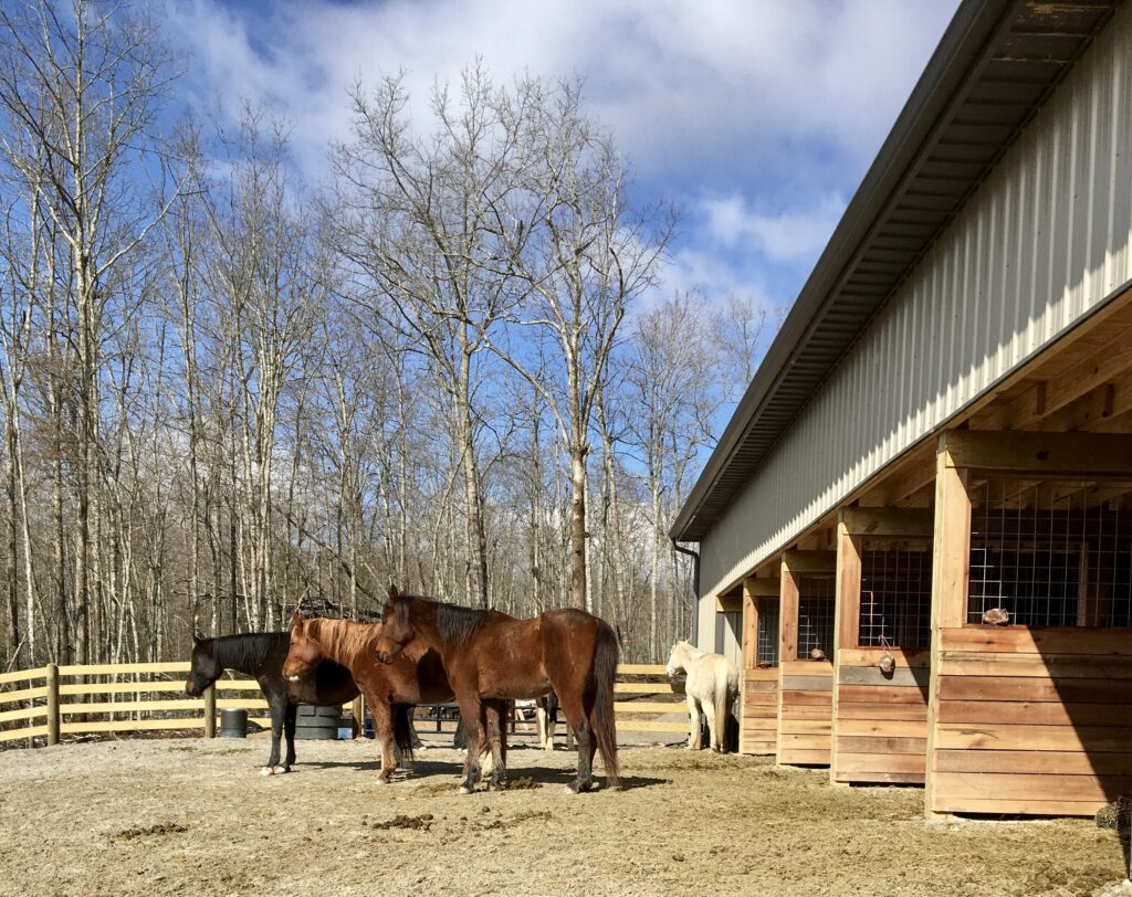 Horses Sunning