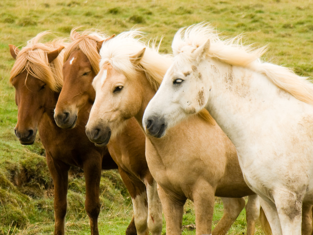 Herd of Icelandic horses in a field during August