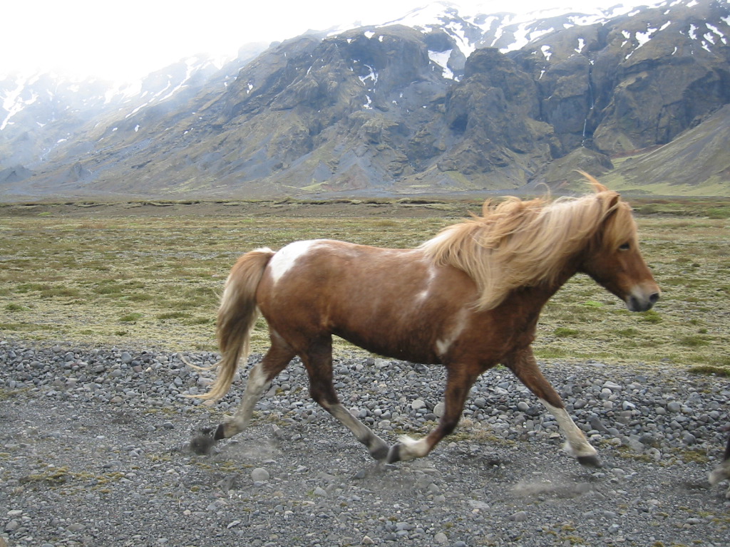 Icelandic horse