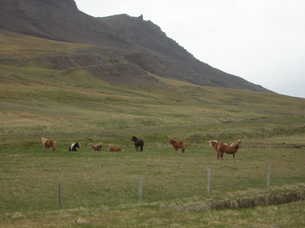 Icelandic horses