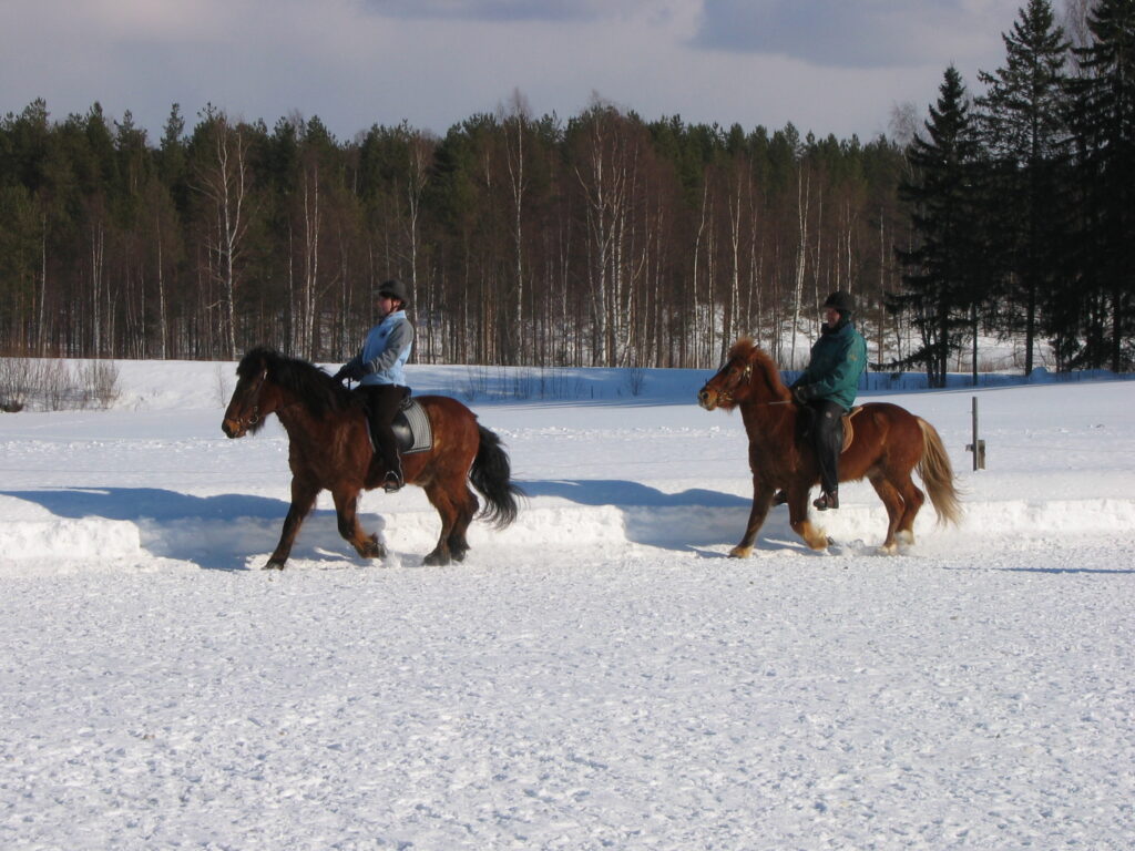 Icelandic horses performing the tölt gait