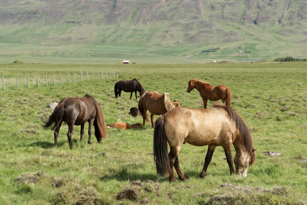 Icelandic horses in Húnabyggð municipality, Iceland