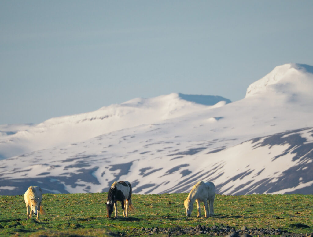 Icelandic horses in a spring pasture