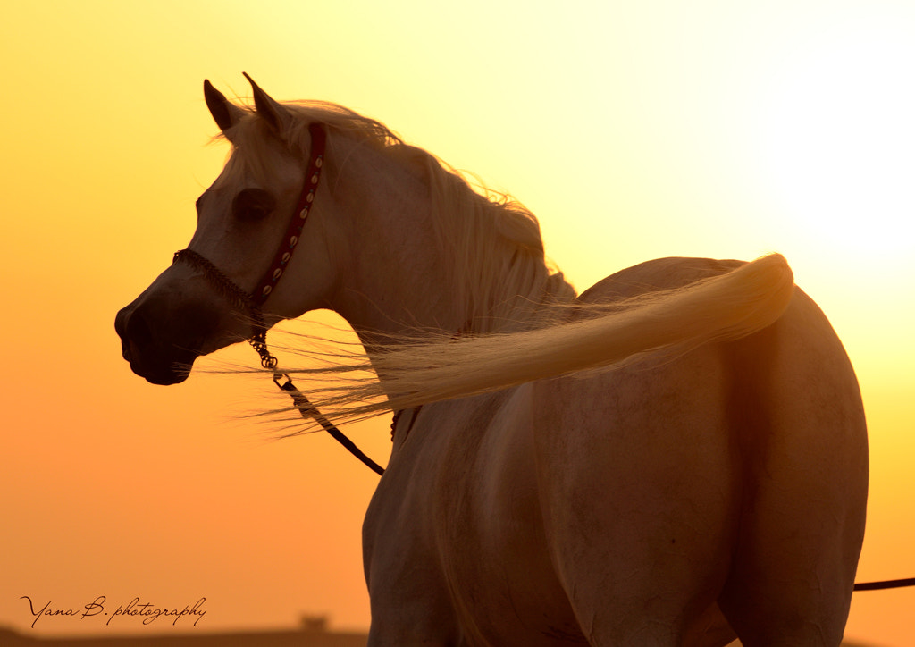 Arabian horse in the sunset