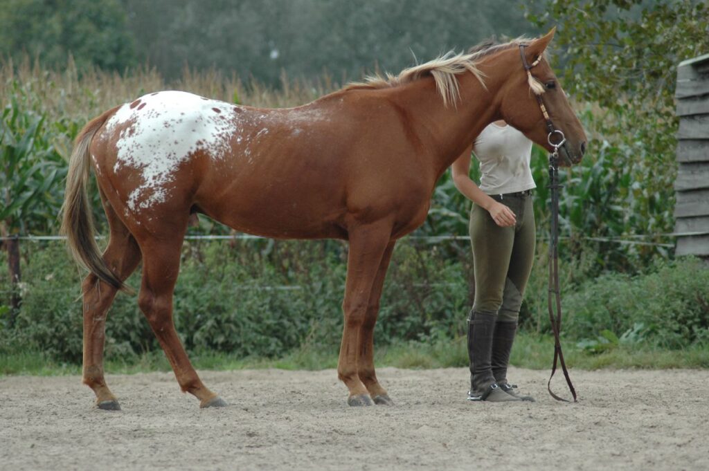 Appaloosa