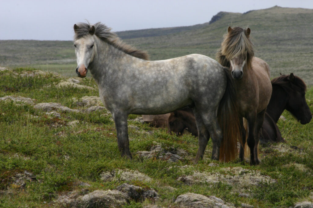 Icelandic horses in a field, photographed by Ragnhild and Neil Crawford