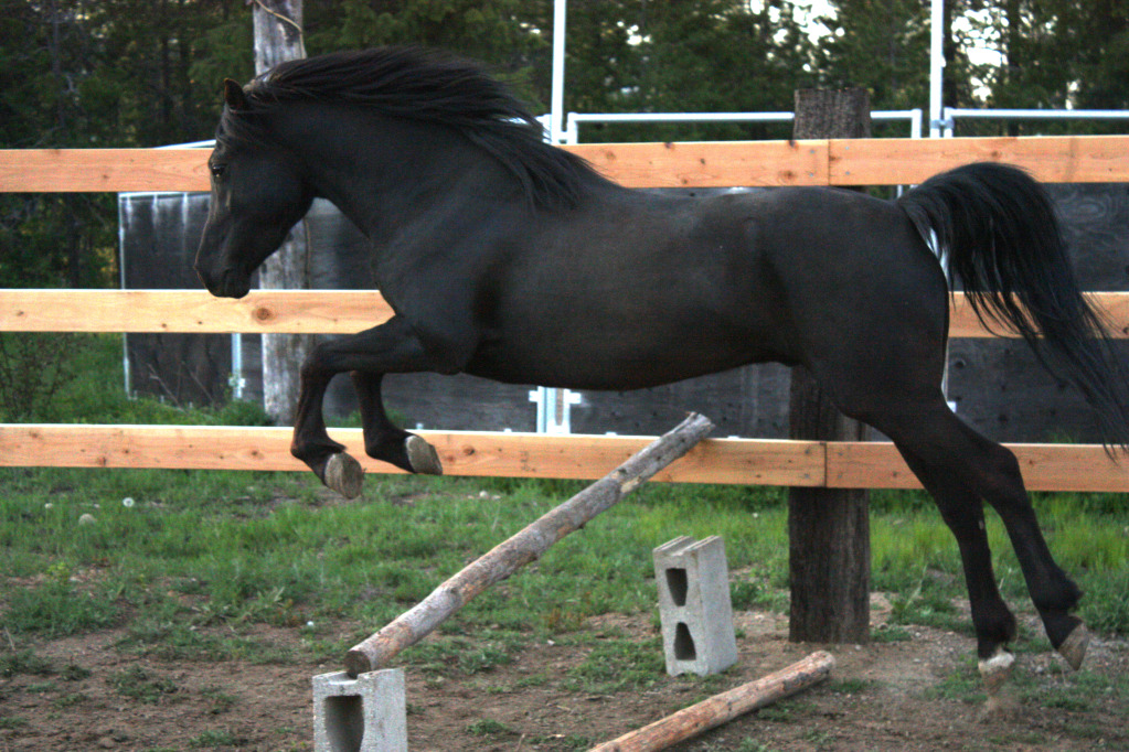 Horse Jump