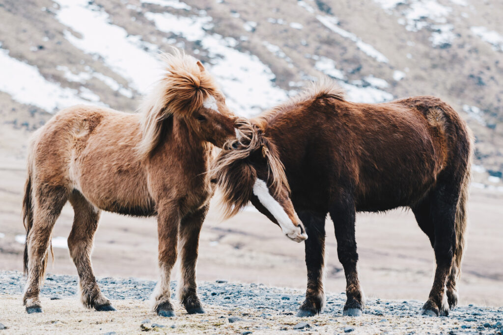 Close-up of Icelandic horses