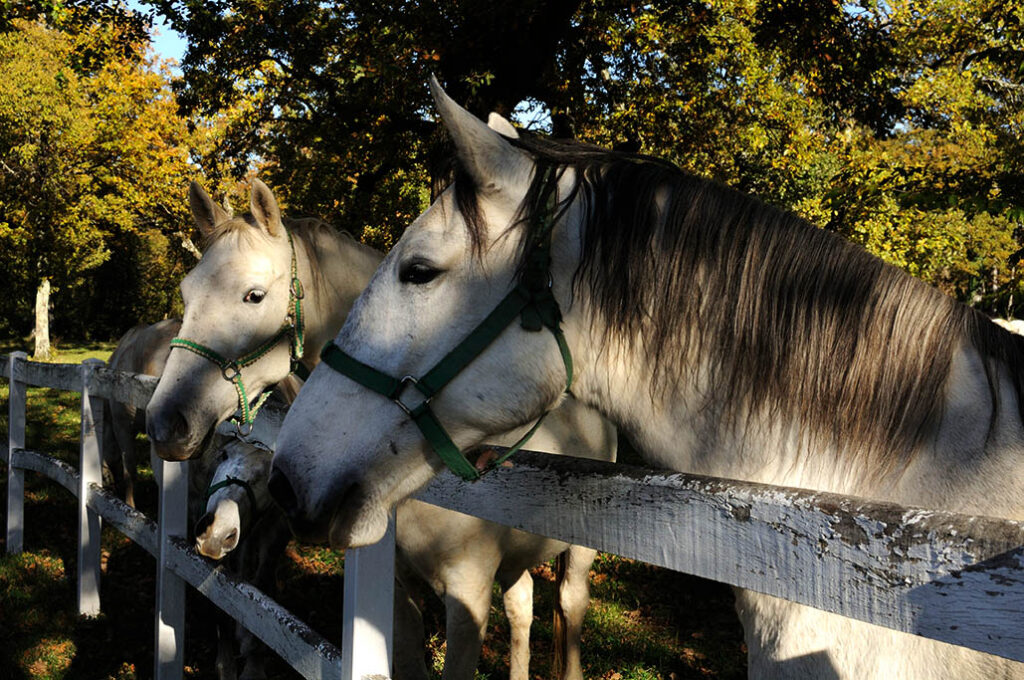 Lipizzan Horses