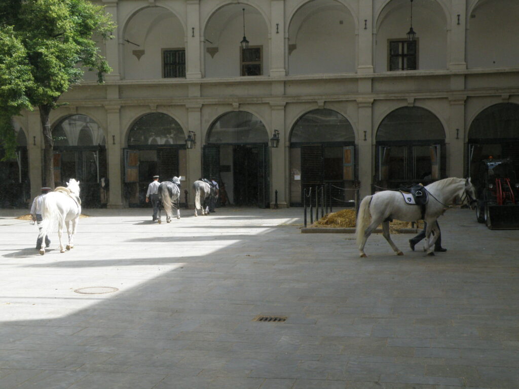 Lipizzaner Horses Returning To Stable Spanish Riding School