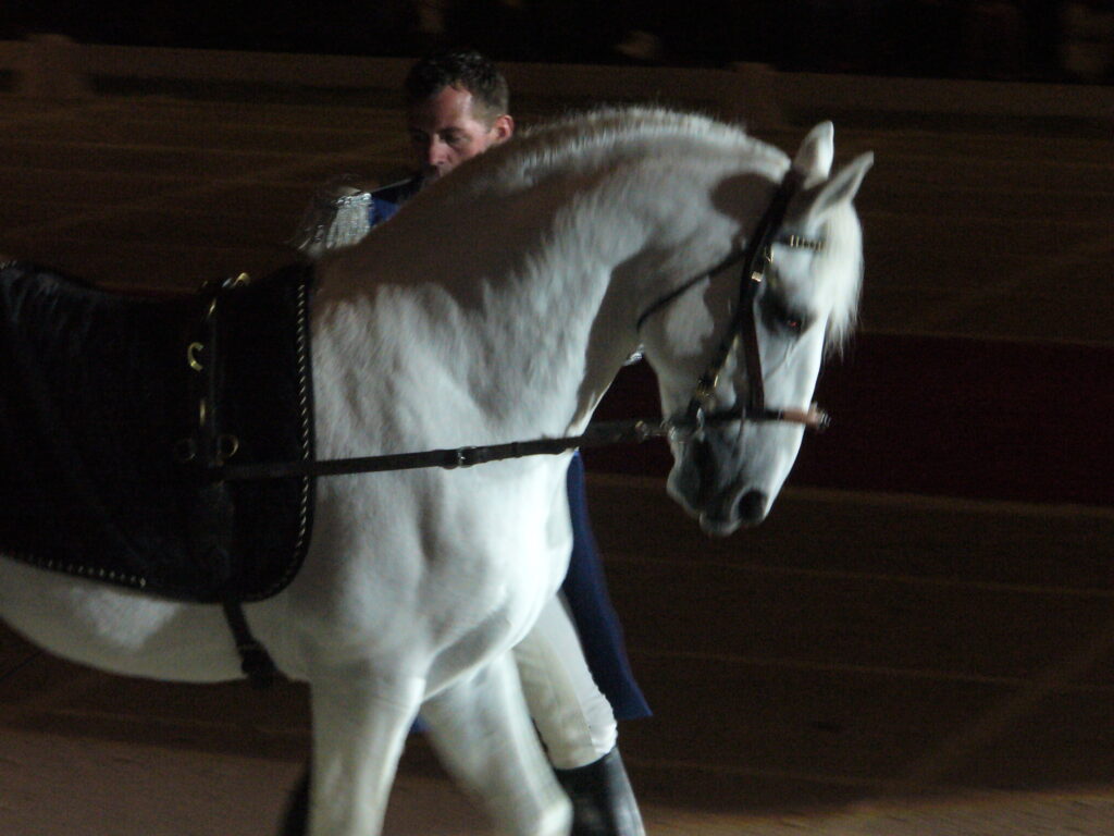 Lipizzaner breed
