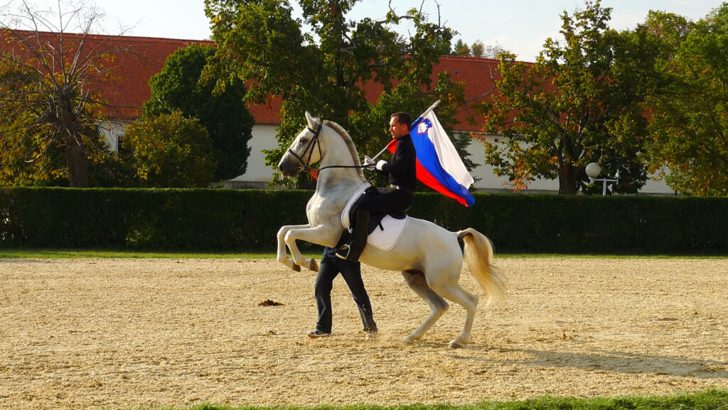Lipizzaner rearing