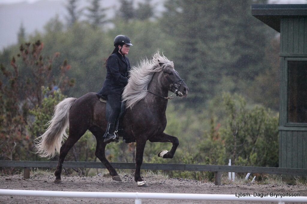 Icelandic horse competing in a 100-meter skeið (pace race) at the Sörli midnight tölt event