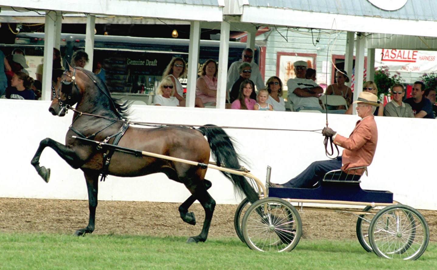 Morgan horse at New England Horse Show