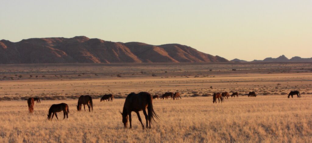 The feral horses of the Namib desert are descended from escaped colonial-era stock