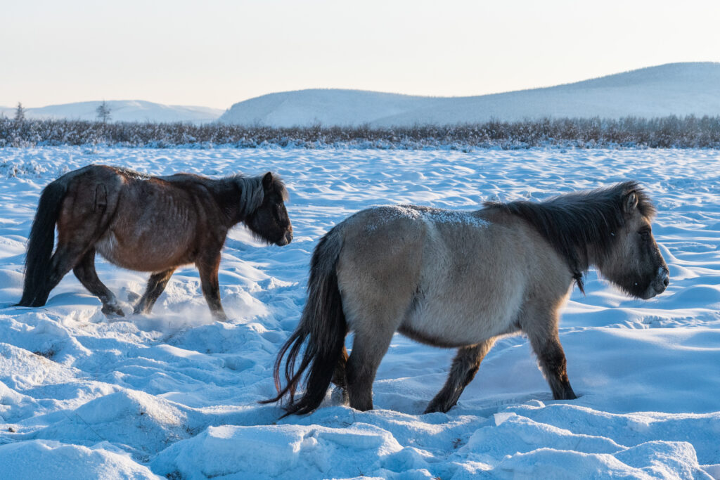 Yakutian horses