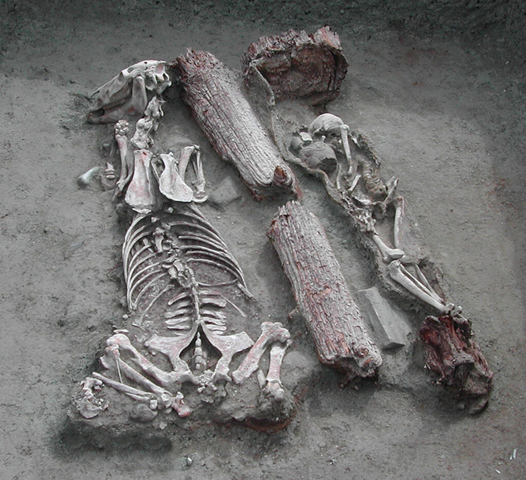Pazyryk burial from Baga Turgen Gol site: a man in a wooden coffin, next to his horse. Bayan-Ölgiy province, Western Mongolia.