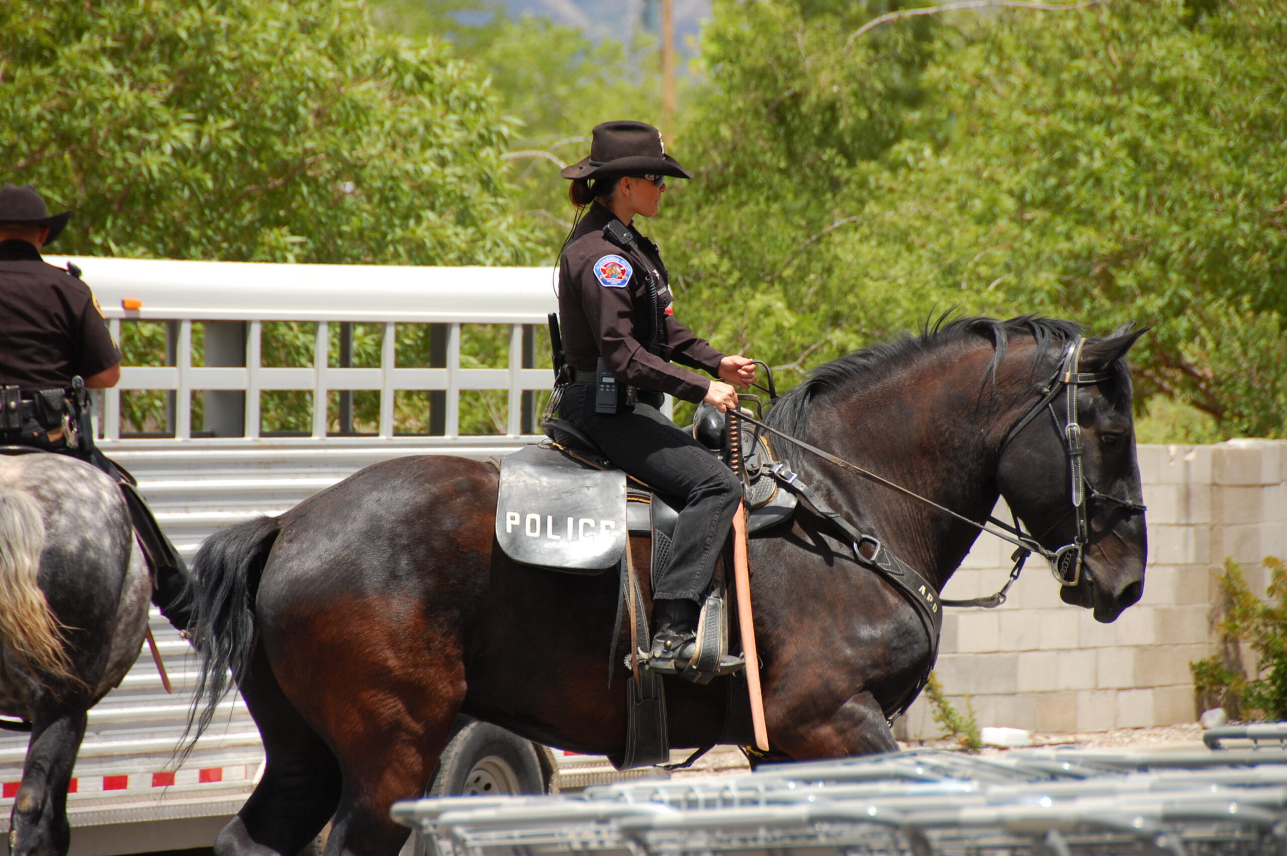 Percherons used for crowd control, search and rescue and tracking.