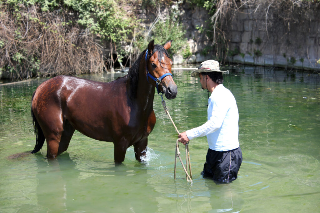 Arabian horse cooling down