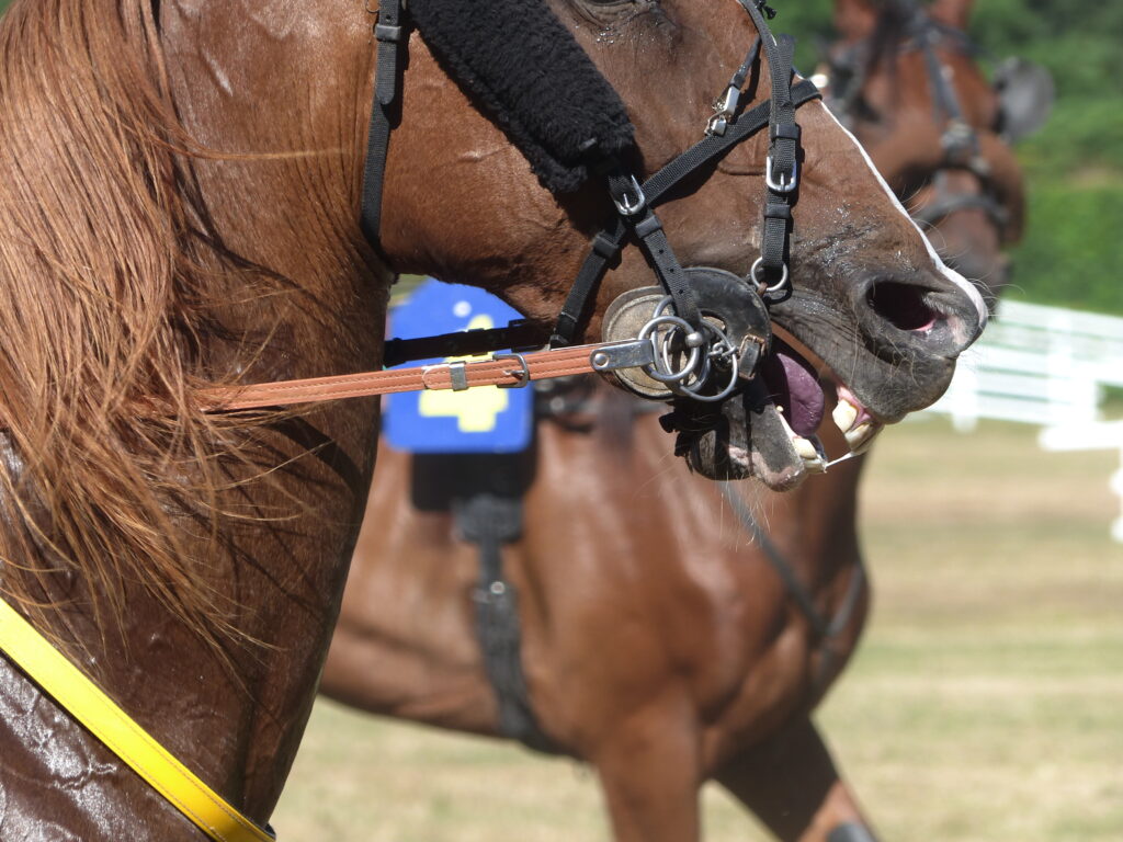 Horse pain caused by the bit