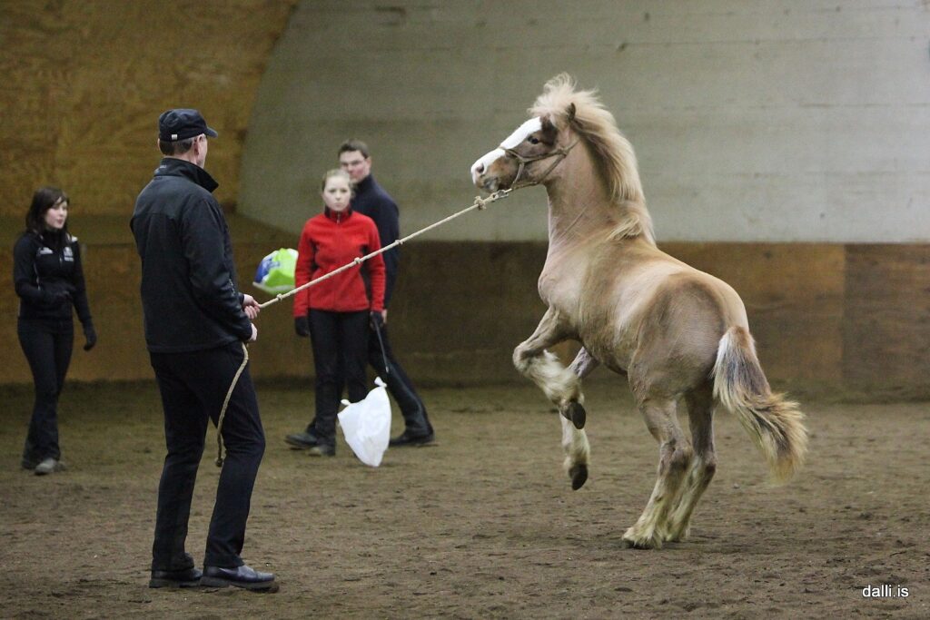 Rearing icelandic foal