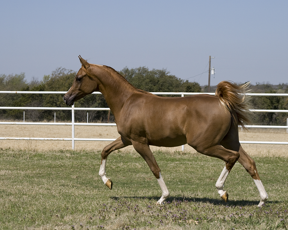 Trotting Arabian - chestnut coat