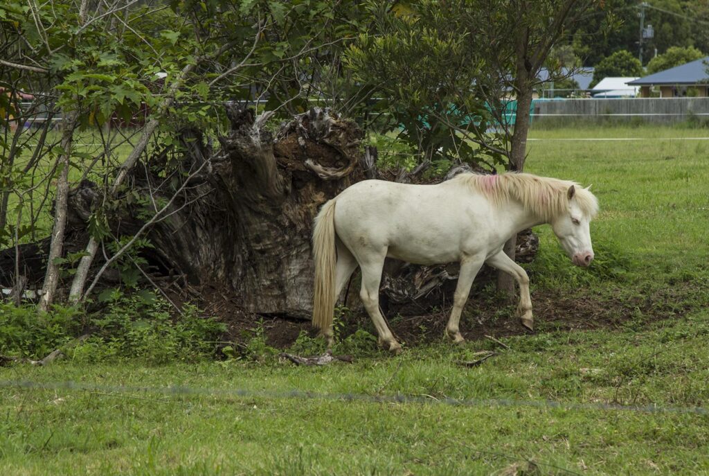 Sick Pony at Dayboro Vet-1_(22953982126)