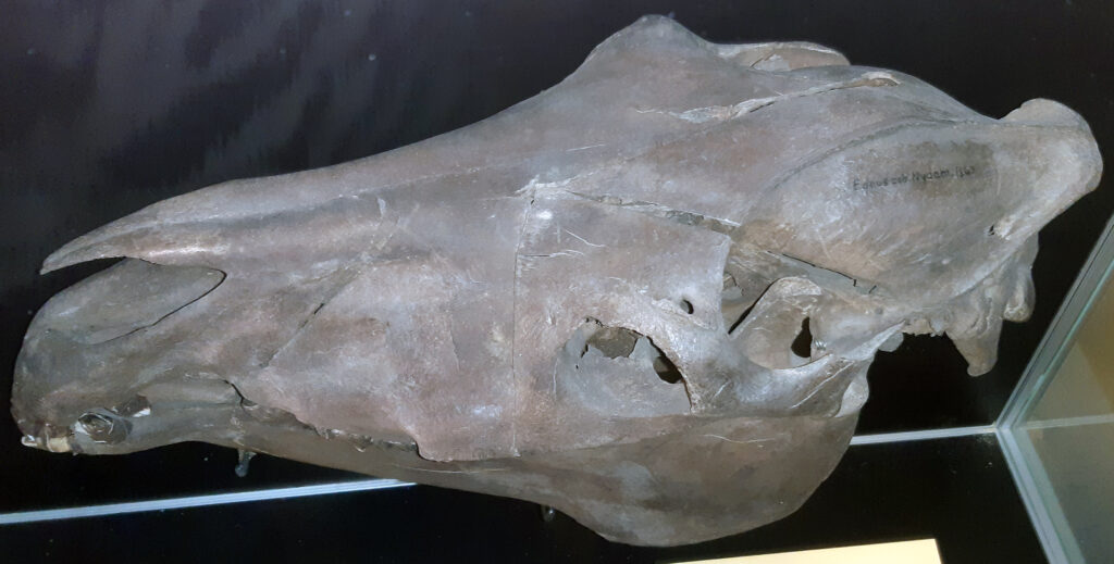Skull of a sacrificed horse