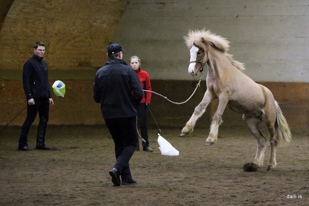 An icelandic foal spooked by the bag on the whip