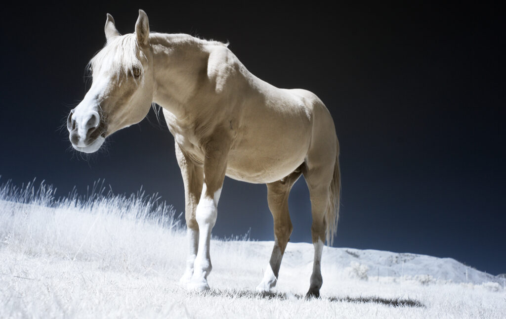 Horse stretch