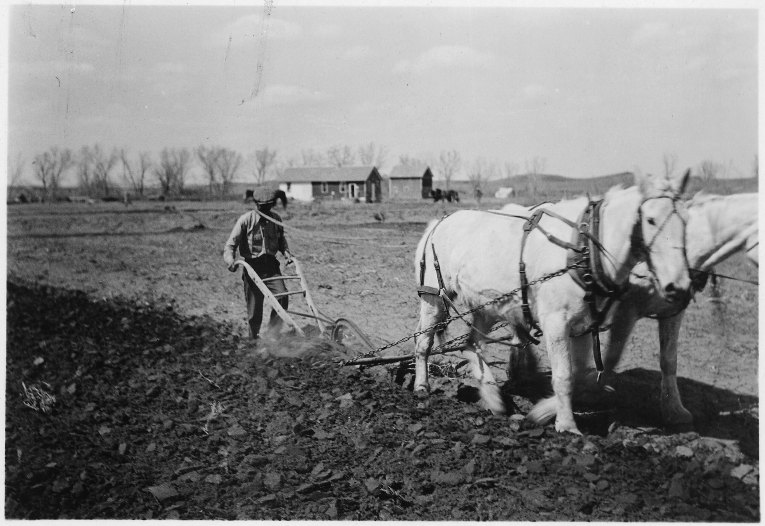 Team of white horses pull plow of William Goodiron - NARA
