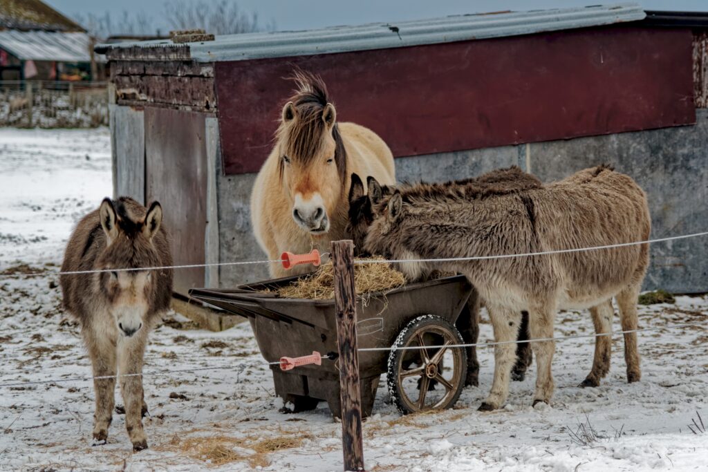 View North on Horse & Donkeys
