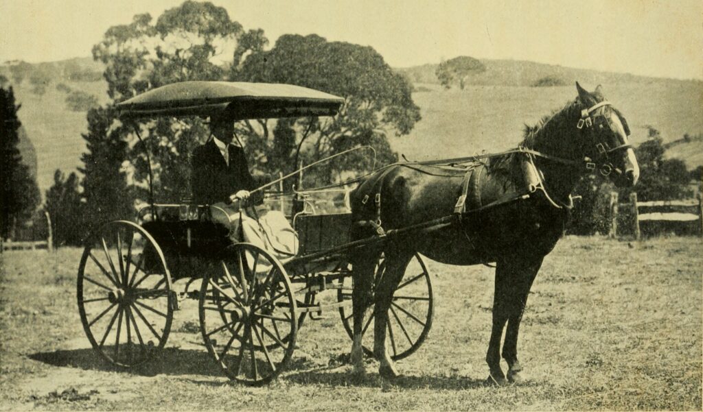 The Arab – The Horse of the Future (1905)