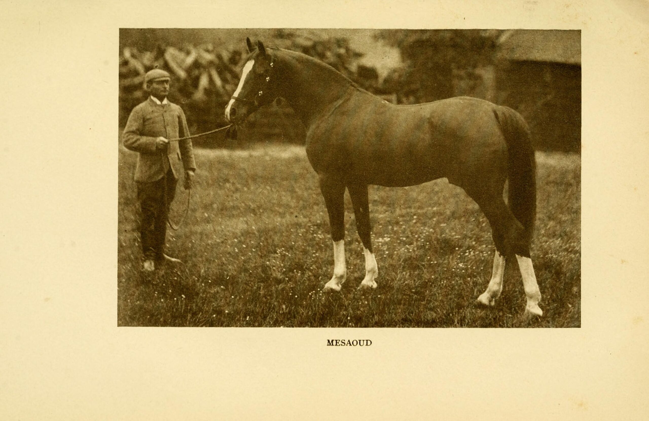 The Arab Horse (1906)