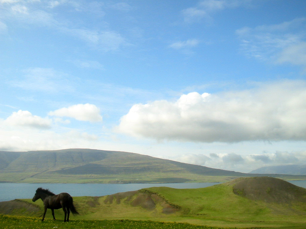 The Icelandic Horse in fields