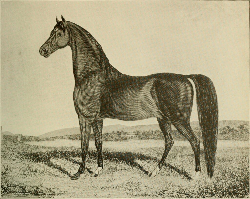Illustration from *The Pure Arabians and Americo-Arabs (Huntington Horses)*, 1908
