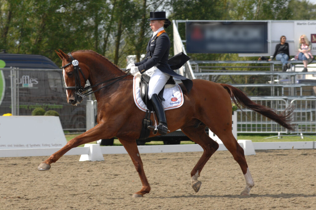 Extended trot during a competition by Jenny Schreven; KWPN (Royal Warmblood Horse Netherlands)