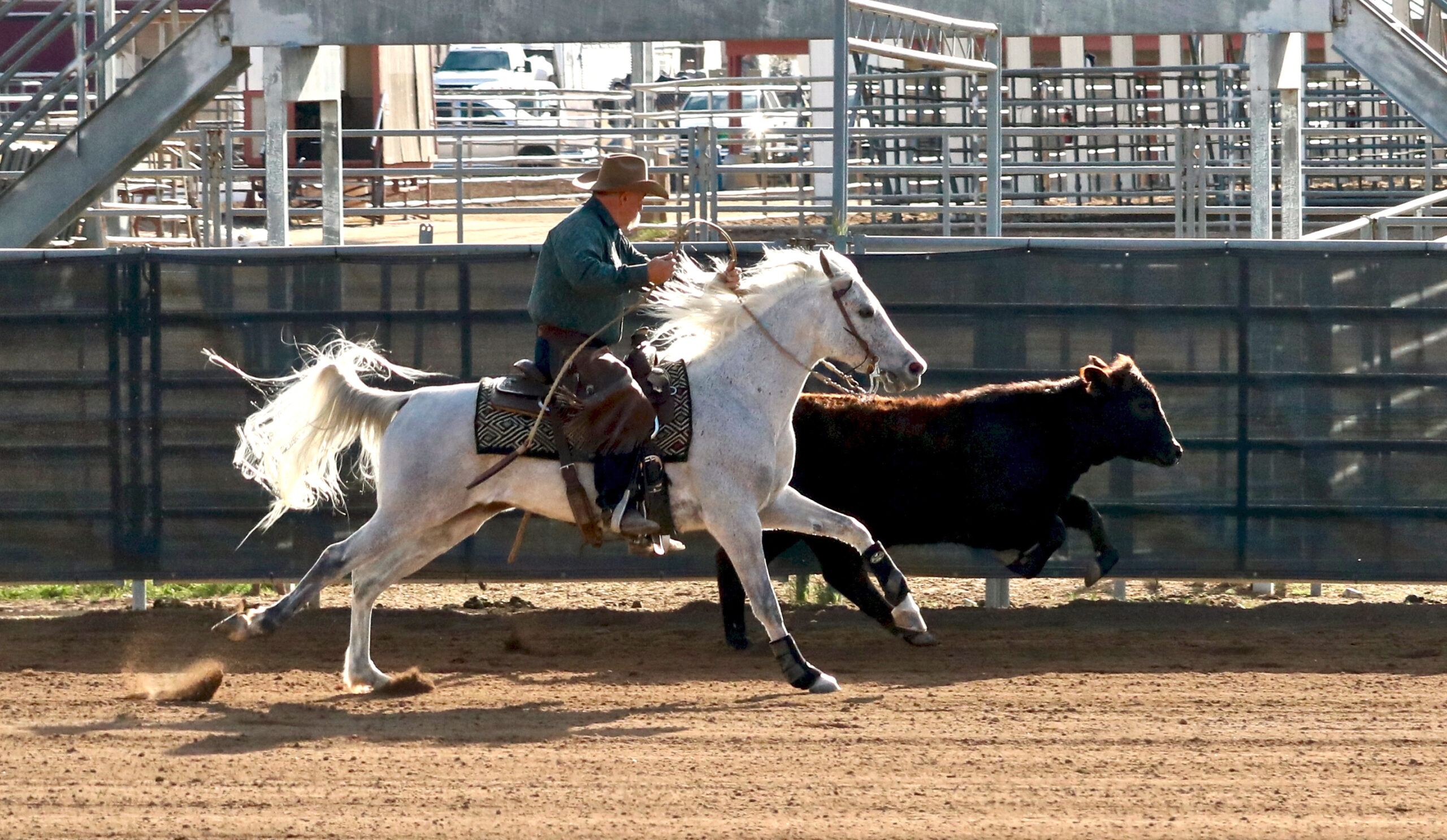 Working cow horse at Scottsdale event, 2017