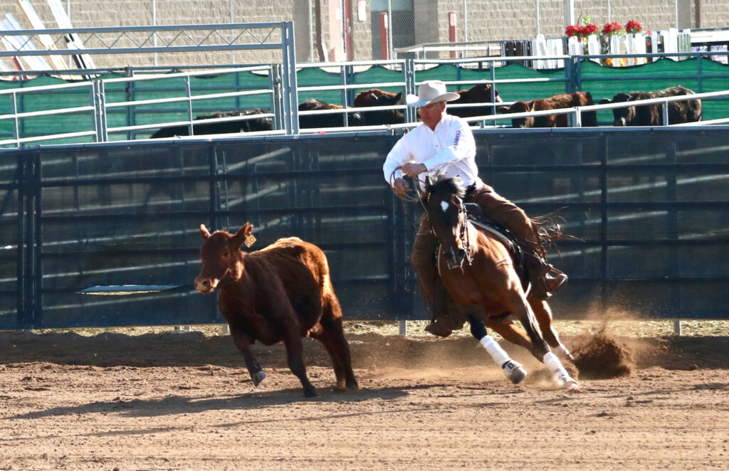 Working cow horse at Scottsdale event, 2017