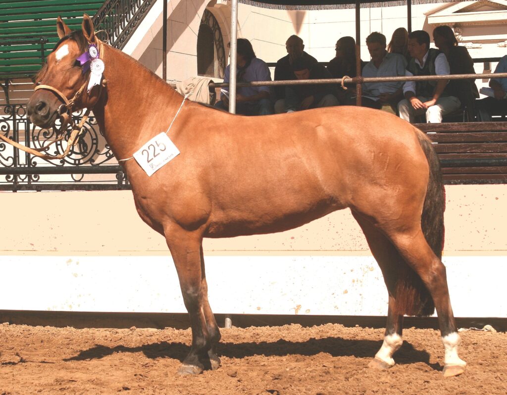 Argentine Criollo breed mare