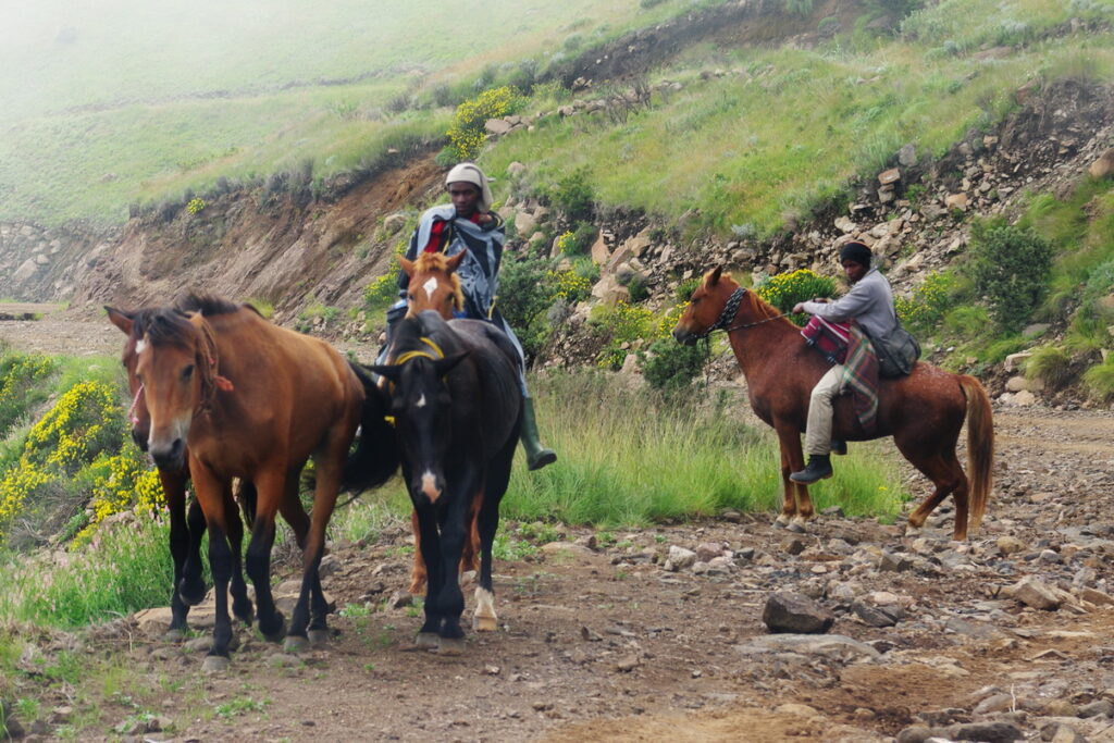 Basotho riders on the road to Sani Pass