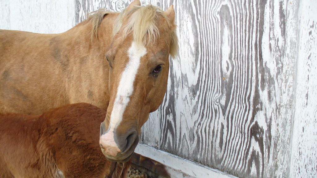 Horse pinned ears