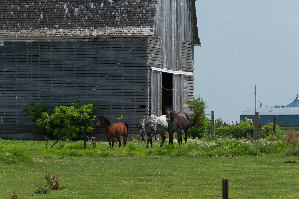 Iowa Barn & Horses