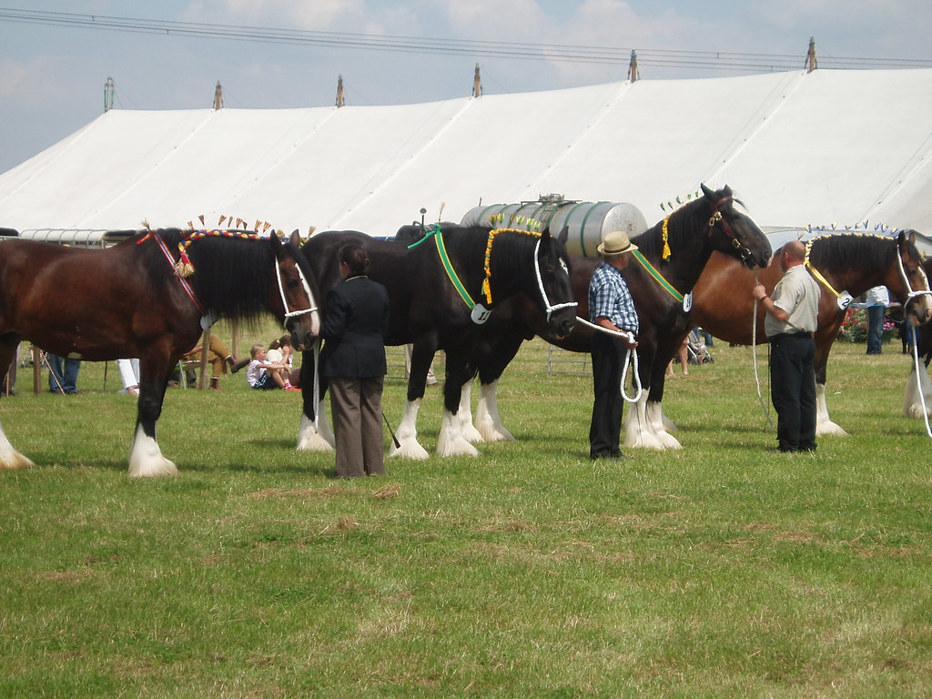 Draught Horse Competition
