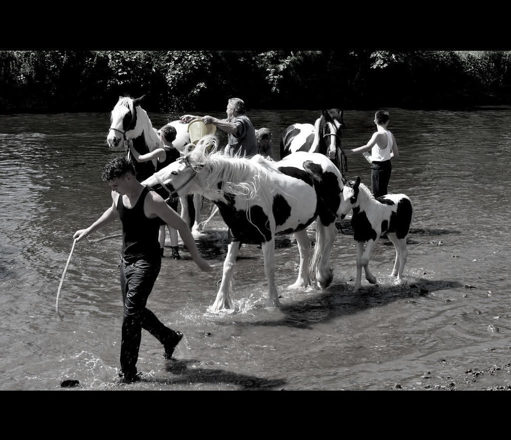 Gypsy men and horses in the River Eden