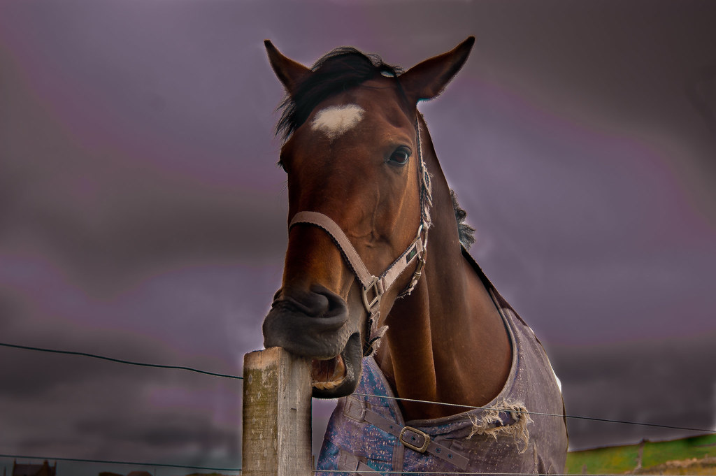 Horse Chew